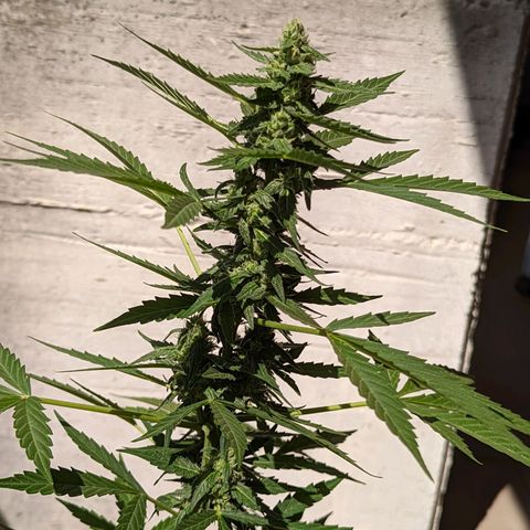Mary Jane I growlog photo: ORE 10:30