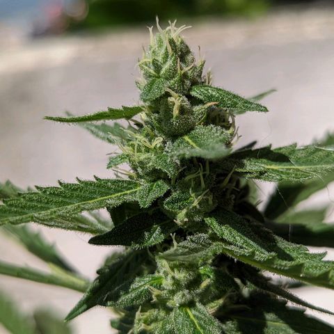 Mary Jane I growlog photo: ORE 10:30