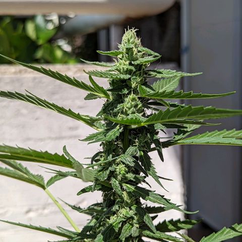 Mary Jane I growlog photo: ORE 10:30