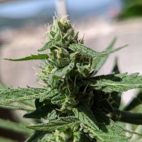 Mary Jane I growlog photo: ORE 10:30