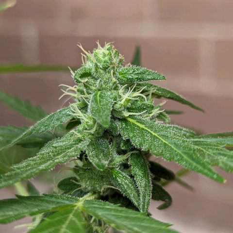 Mary Jane I growlog photo: ORE 11:15