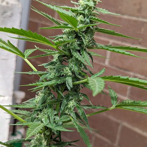 Mary Jane I growlog photo: ORE 11:15