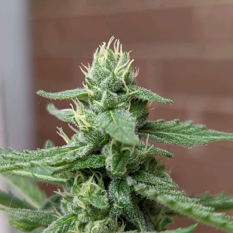 Mary Jane I growlog photo: ORE 11:15