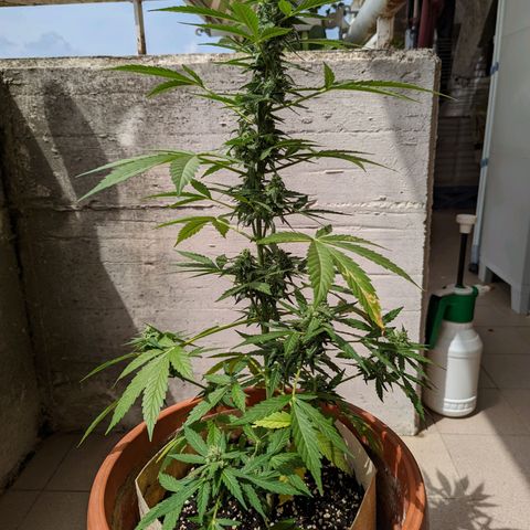 Mary Jane I growlog photo: ORE 11:15
