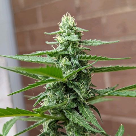 Mary Jane I growlog photo: ORE 11:15