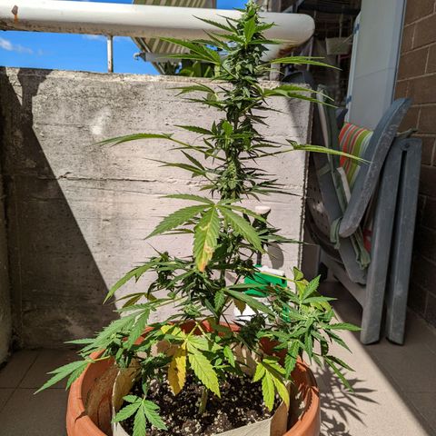 Mary Jane I growlog photo: ORE 10:30