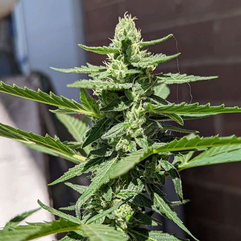 Mary Jane I growlog photo: ORE 10:30