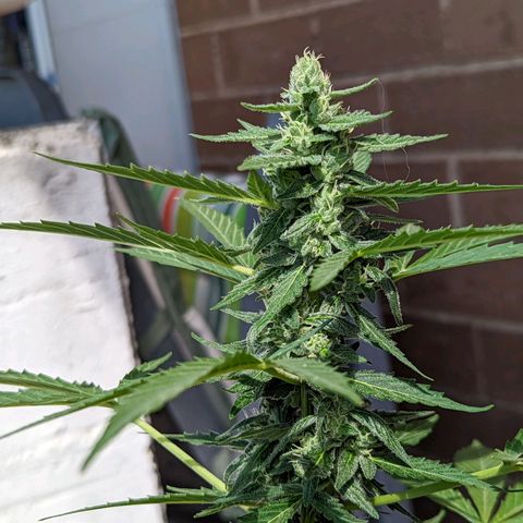 Mary Jane I growlog photo: ORE 10:30