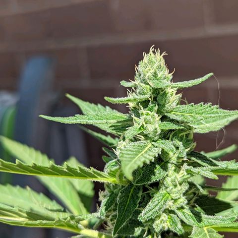 Mary Jane I growlog photo: ORE 10:30