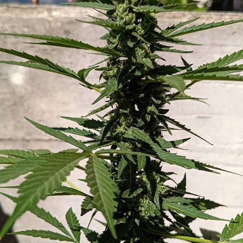 Mary Jane I growlog photo: ORE 10:15