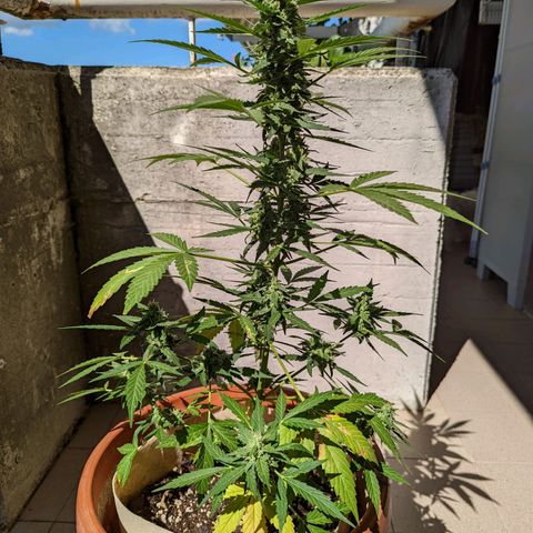 Mary Jane I growlog photo: ORE 10:15
