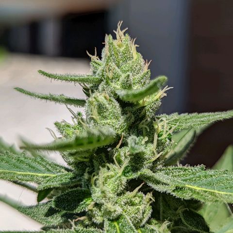 Mary Jane I growlog photo: ORE 10:15