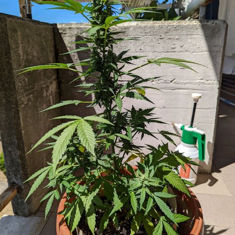 Mary Jane I growlog photo: ORE 11:30