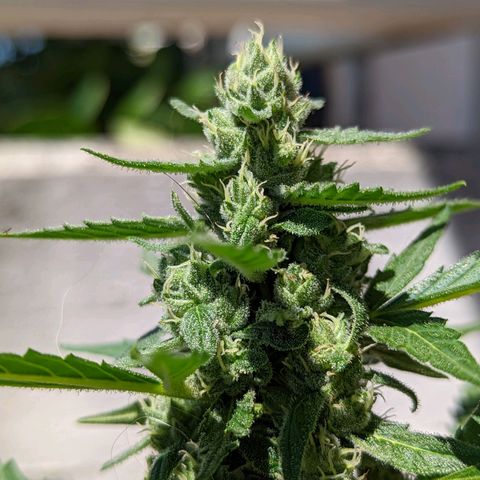 Mary Jane I growlog photo: ORE 11:30