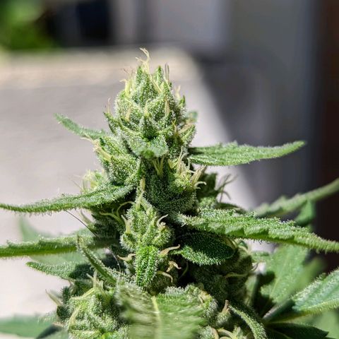 Mary Jane I growlog photo: ORE 11:30