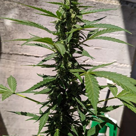 Mary Jane I growlog photo: ORE 11:30