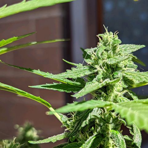 Mary Jane I growlog photo: ORE: 10