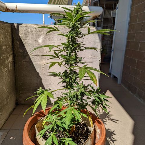 Mary Jane I growlog photo: ORE: 10