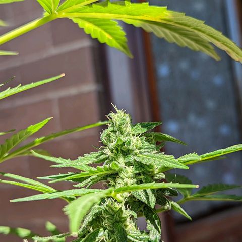 Mary Jane I growlog photo: ORE: 10