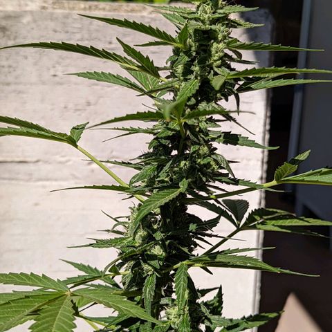 Mary Jane I growlog photo: ORE: 10