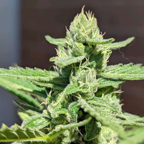 Mary Jane I growlog photo: ORE: 10