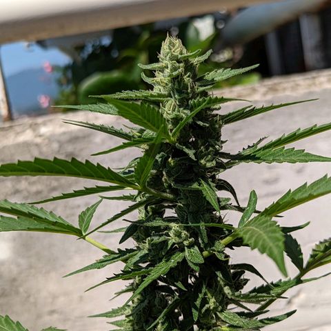 Mary Jane I growlog photo: ORE 10:30