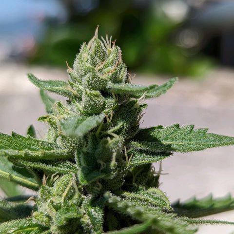 Mary Jane I growlog photo: ORE 10:30