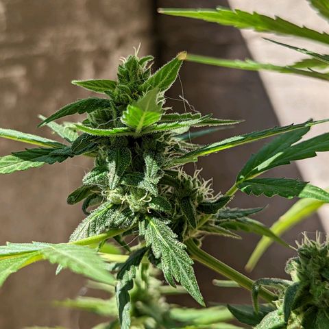 Mary Jane I growlog photo: ORE 10:30