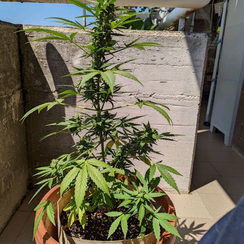 Mary Jane I growlog photo: ORE 10:30
