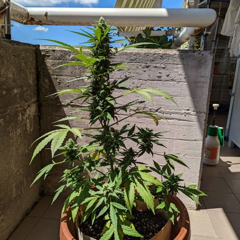 Mary Jane I growlog photo: ORE 12