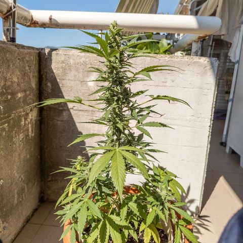 Mary Jane I growlog photo: ORE 10
