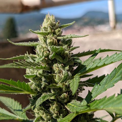 Mary Jane I growlog photo: ORE 10