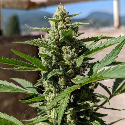 Mary Jane I growlog photo: ORE 10