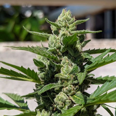 Mary Jane I growlog photo: ORE 11