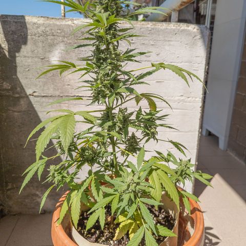 Mary Jane I growlog photo: ORE 11