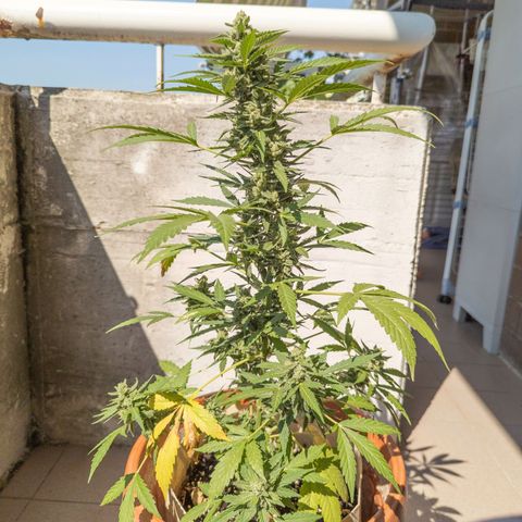 Mary Jane I growlog photo: ORE 10