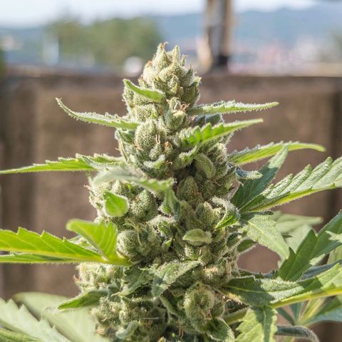 Mary Jane I growlog photo: ORE 10
