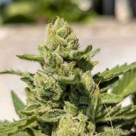 Mary Jane I growlog photo: ORE 10