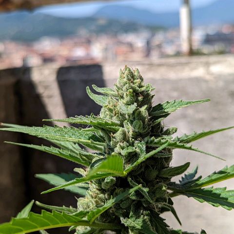 Mary Jane I growlog photo: ORE 11