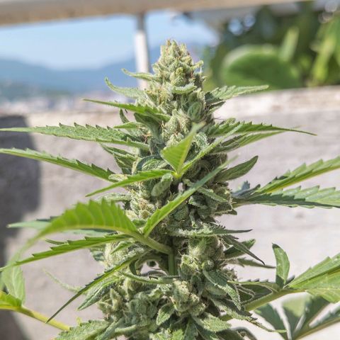Mary Jane I growlog photo: ORE 11