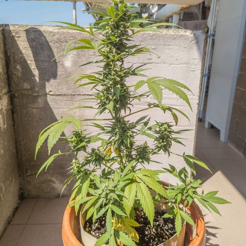 Mary Jane I growlog photo: ORE 11