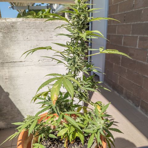 Mary Jane I growlog photo: ORE 10:20