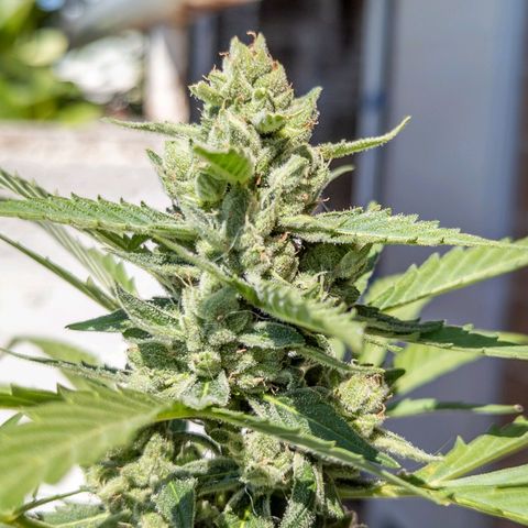 Mary Jane I growlog photo: ORE 10:20