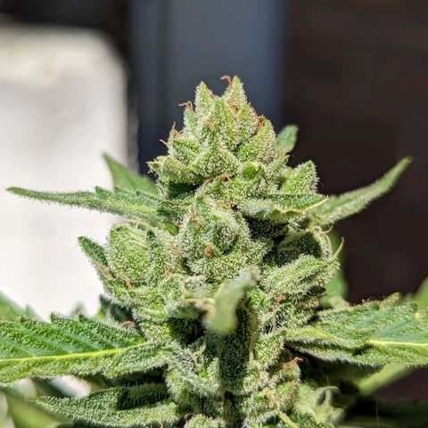 Mary Jane I growlog photo: ORE 10:20