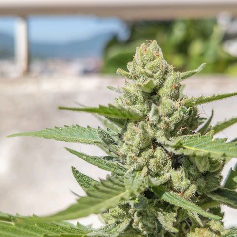 Mary Jane I growlog photo: ORE 10