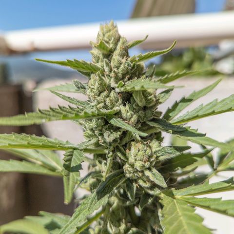 Mary Jane I growlog photo: ORE 10