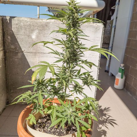 Mary Jane I growlog photo: ORE 10
