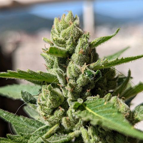 Mary Jane I growlog photo: ORE 10