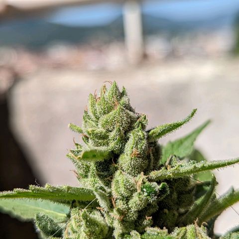 Mary Jane I growlog photo: ORE 10
