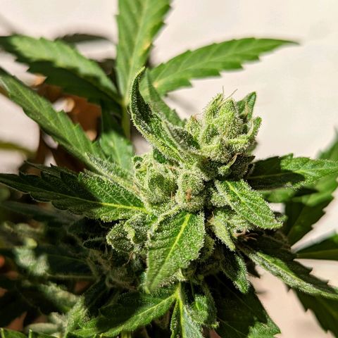 Mary Jane I growlog photo: ORE 11